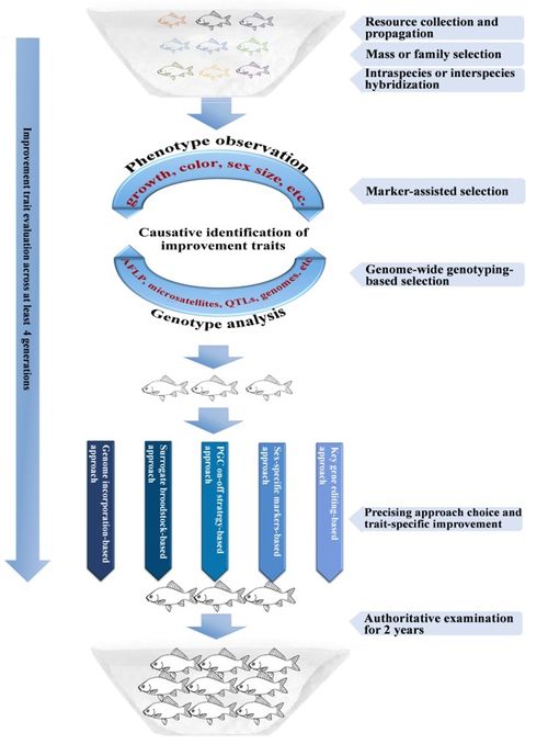 桂建芳院士團隊再度發力 在Water Biology and Security發表長文評述，重新審視魚類生物學與生物技術前景